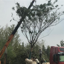 15公分以上合欢树，苗圃货源行道树优选