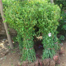 绿篱色块苗50公分棣棠工程苗花海景点打造完美