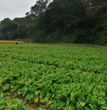 [沙姜批发]沙姜价格6.80元/斤 - 一亩田