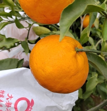 [春见柑桔批发]大雅耙耙柑价格2.50元/斤 - 一亩田