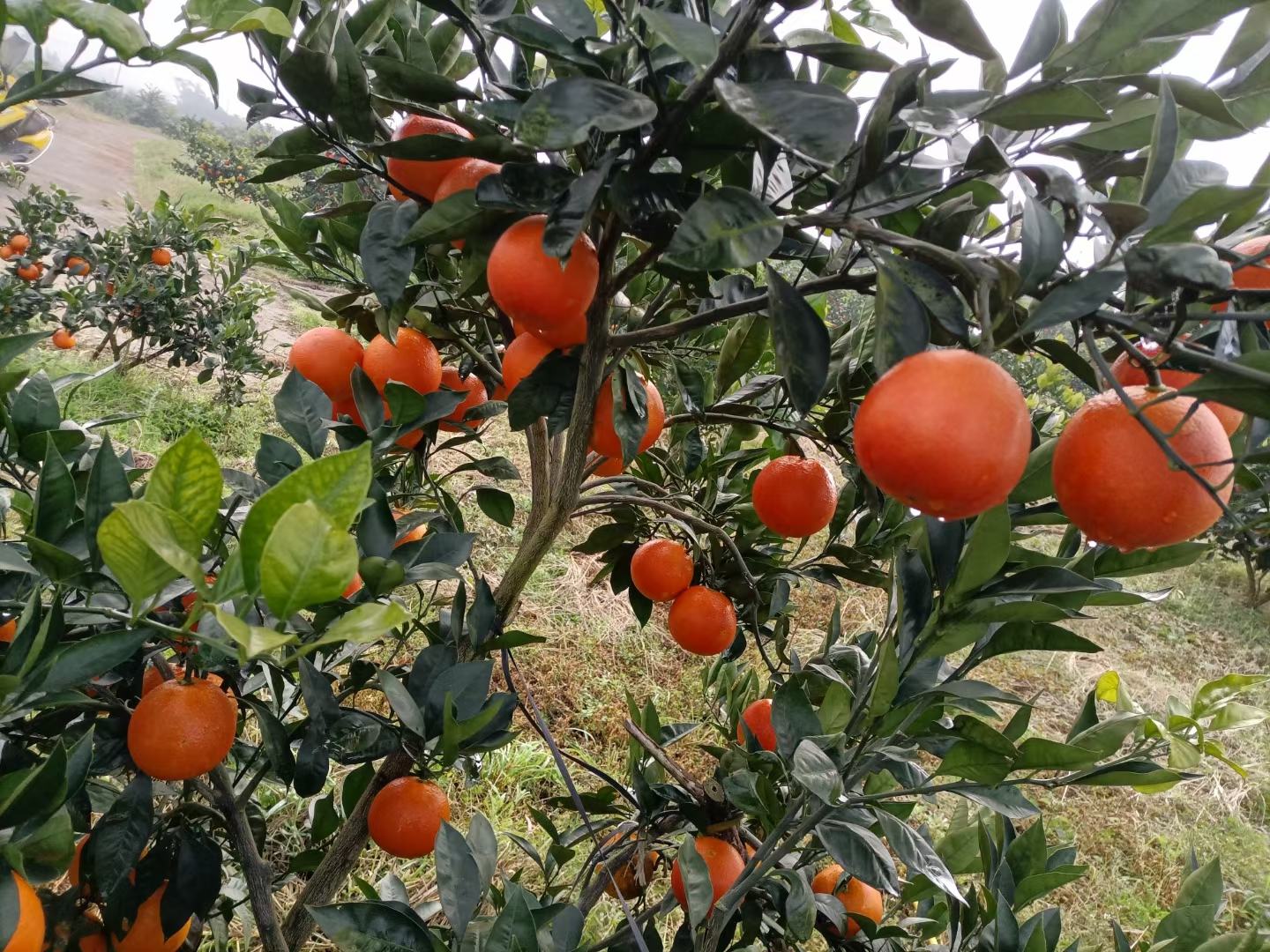 血橙子树不同生长阶段管理场景图