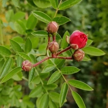 蔷薇花基地直销蔷薇花环藤本蔷薇枝繁叶茂