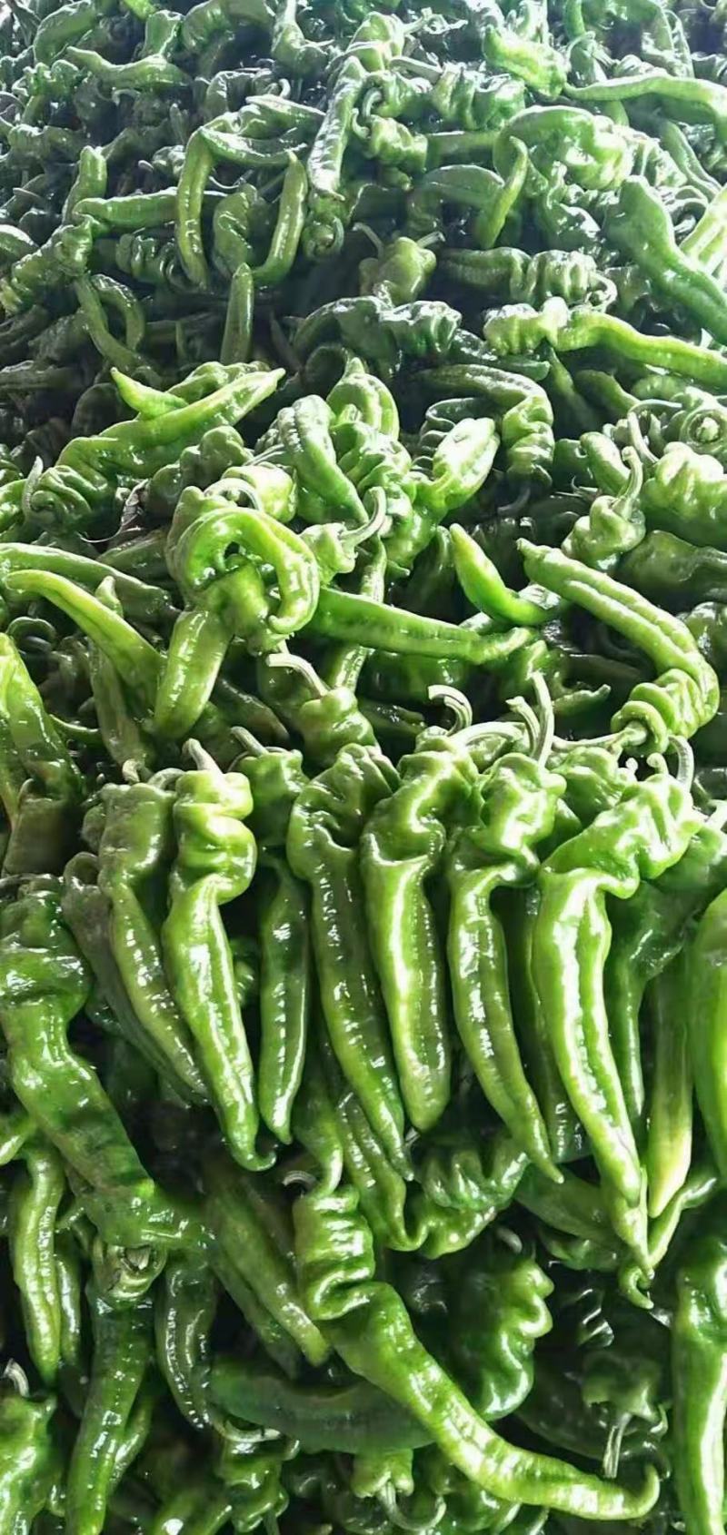 海南露天辣椒香辣可口质量优质!可进冷库或可直发