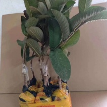台湾红心西瓜芭乐番石榴嫁接苗，红宝石，四季白心珍珠番石榴