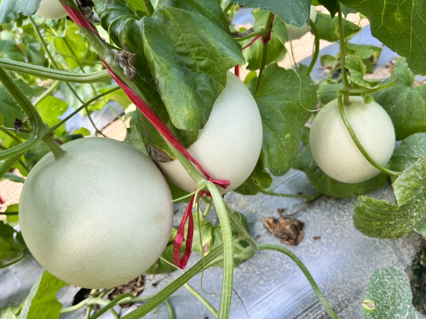 玉菇甜瓜采摘场景：清晨阳光下的连栋大棚内，农民弯腰轻摘藤蔓上悬挂的玉菇甜瓜，瓜体饱满垂坠，藤叶青翠，露珠未散，背景可见现代化滴灌系统与防虫网设施