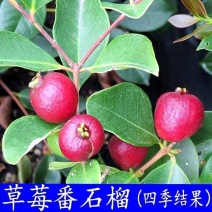 草莓番石榴苗红色番石榴苗草莓番石榴苗当年结果南北方种植