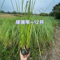 矮蒲苇