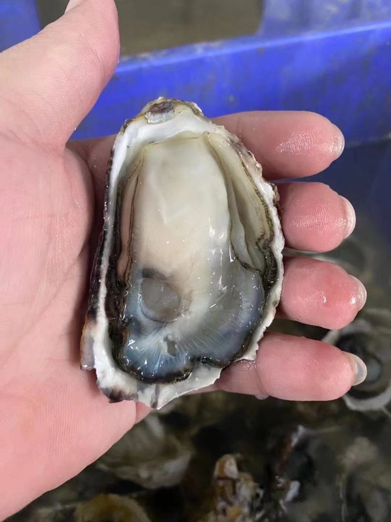 井州生蚝,深海蚝,牡蛎,全壳,半壳,生蚝肉.