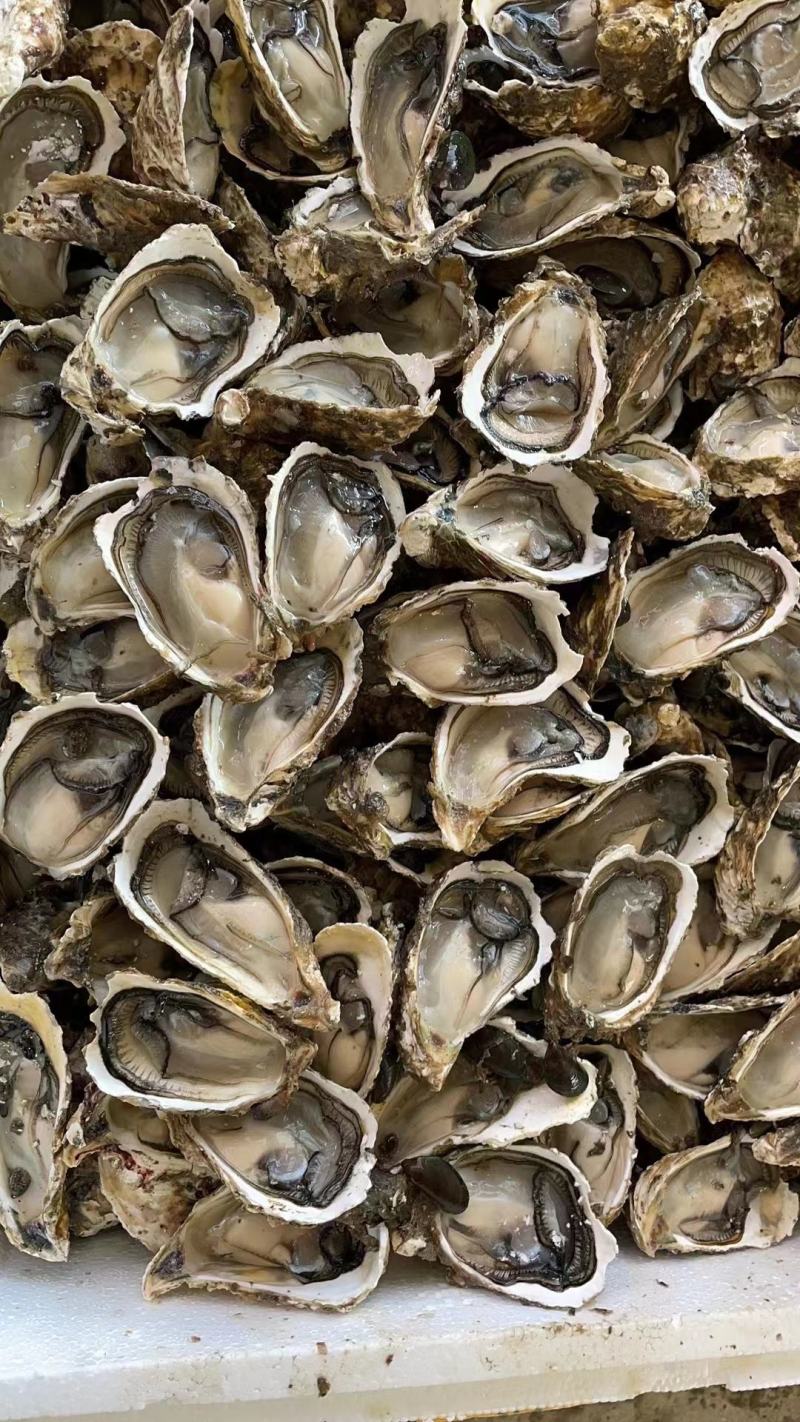 井州生蚝,深海蚝,牡蛎,全壳,半壳,生蚝肉.