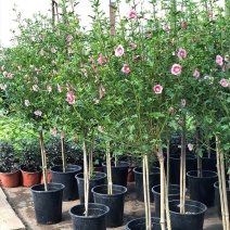 独杆嫁接木槿盆栽棒棒糖造型木槿价格花坛花镜绿化
