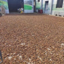 老树小籽山茶籽