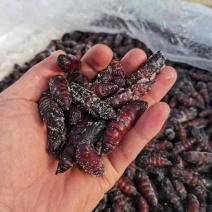 豆虫蛹松蛹松虎蛹今年新货，无水速冻，黄满满，质量保证