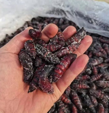 [虫蛹批发]豆虫蛹松蛹松虎蛹今年新货,无水速冻,黄满满,质量保证价格