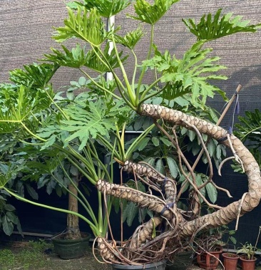 [春羽批发]老桩春羽价格3200.00元/棵 - 一亩田