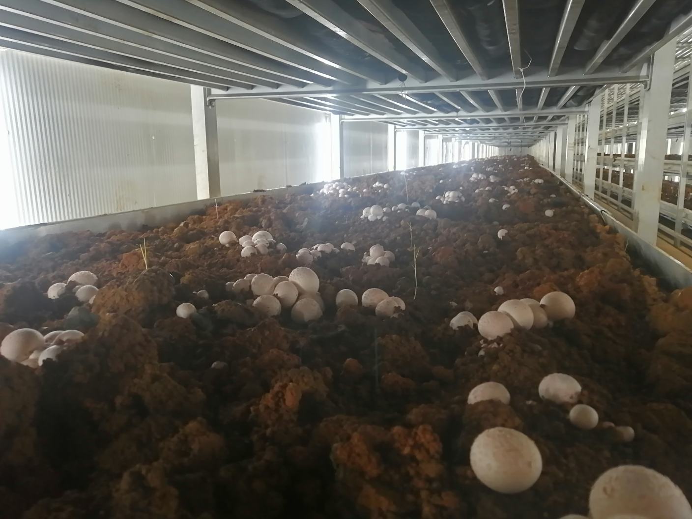 长裙竹荪人工培育场景