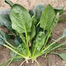 ***菠菜电商供货价格实惠