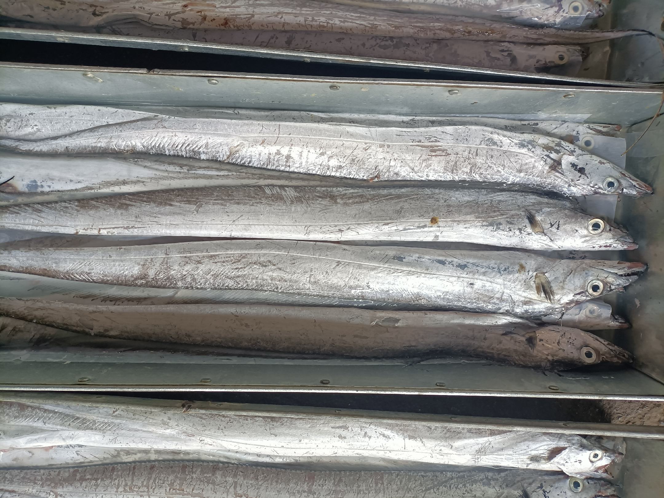 带鱼看上去特别新鲜