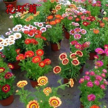 花环菊种子混色花卉种子景观绿化草花种子野花花种子阳台盆栽
