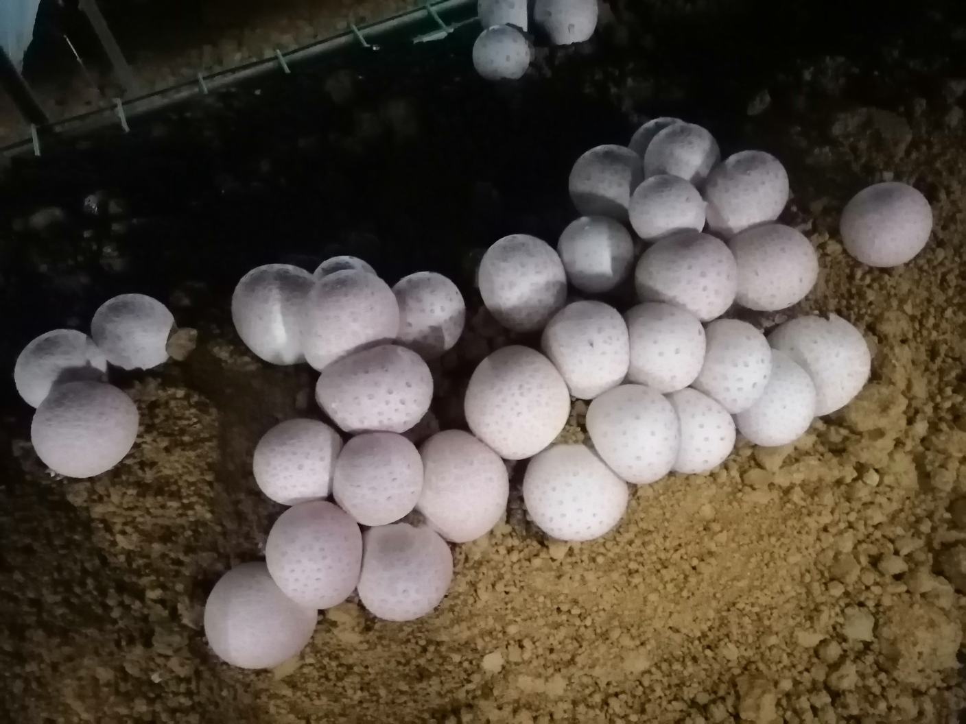 长裙竹荪出菇过程特写