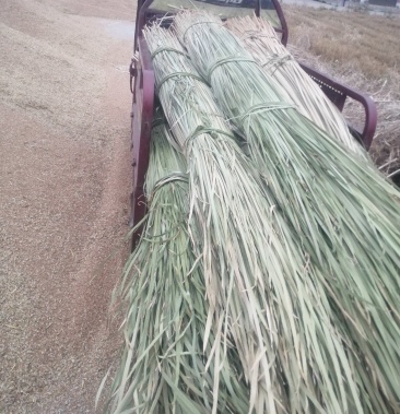 干蒲草湿蒲草订制