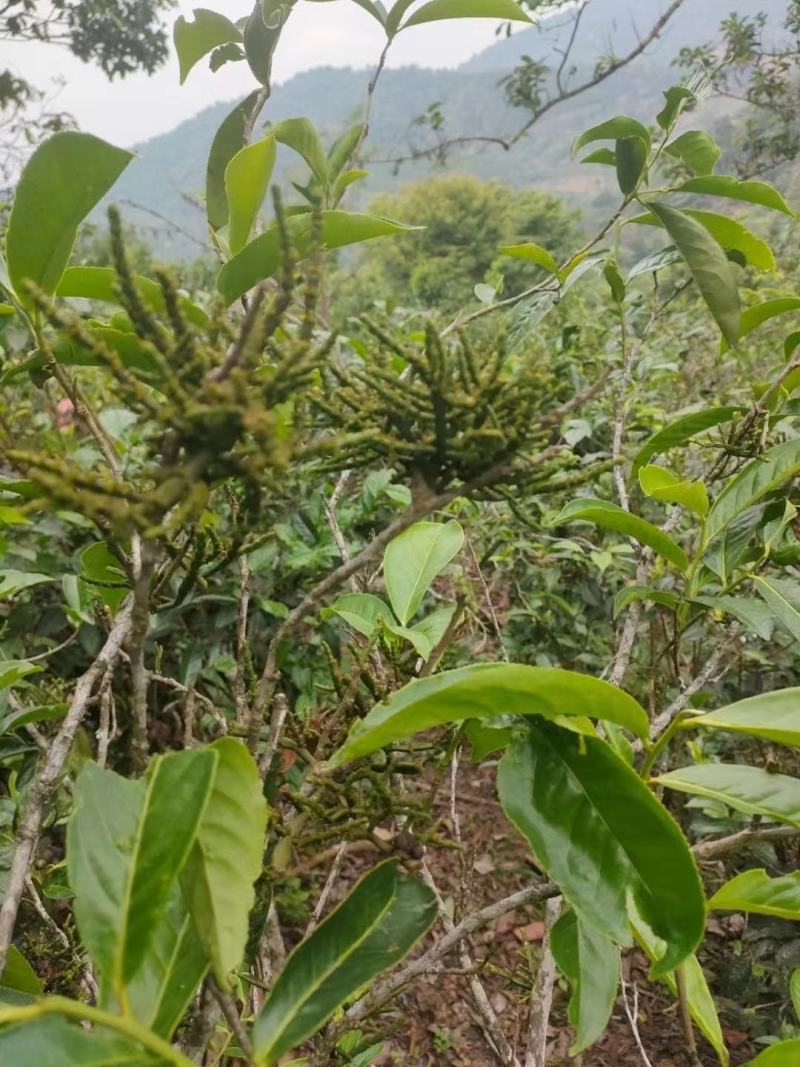 一亩地能采多少茶叶（一亩地种茶叶可以产多少茶）《一亩地可以采摘多少茶叶》
