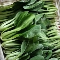 上海青菜