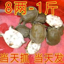外塘甲鱼活体1只包邮老鳖王八水鱼现抓发货可代发招代理