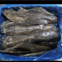 格林兰鸦片鱼/格林兰蝶鱼