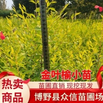 金叶榆小苗，金叶榆绿篱，裸根金叶榆小苗，河北金叶榆小苗