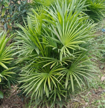 细叶棕竹量大自家苗圃的货规格大小齐全量大从优