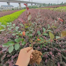 45公分红花继木苗色块拼接绿篱搭配景观打造彩叶树