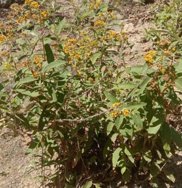 野生羊耳菊羊耳菊根部羊耳菊枝条干品湿货齐全