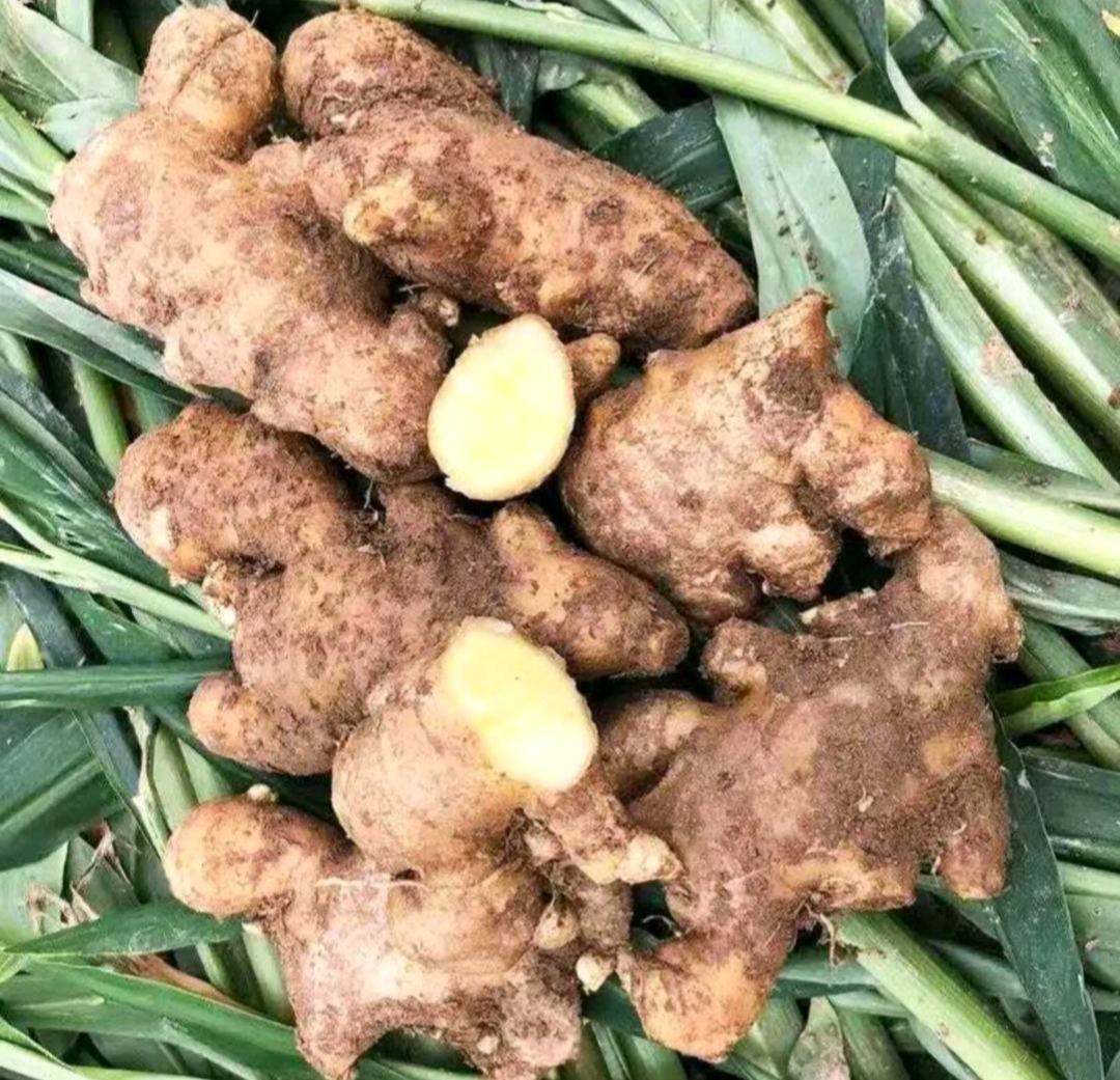 新鲜采收的三年窖藏姜母原料,表皮深褐皲裂,汤匙正在手工去皮,展现姜肉淡黄纤维结构 姜母原料特写:三块带泥深褐色老姜母并排摆放,表面褶皱深刻,汤匙正沿姜纹轻刮表皮,露出淡黄色姜肉