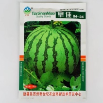 冰糖麒麟8424西瓜种子特大高产四季巨型无籽甜王西瓜种子