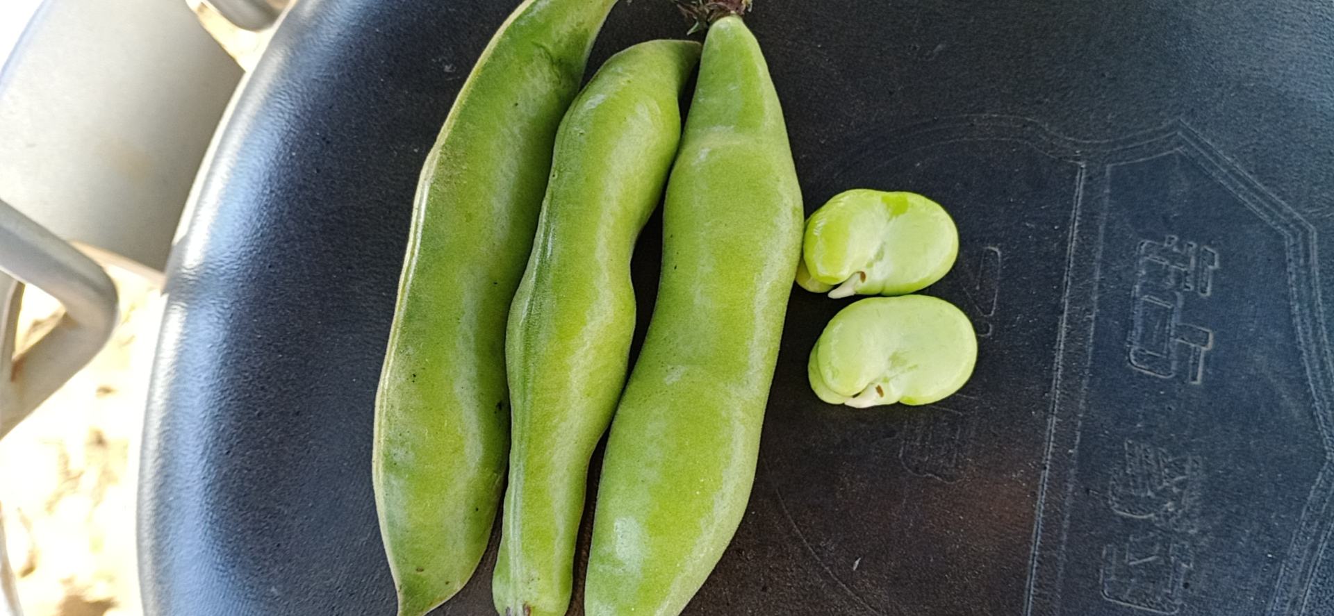 新鲜蚕豆的绿色豆荚和内部豆粒清晰可见,展示其自然形态 蚕豆特写图