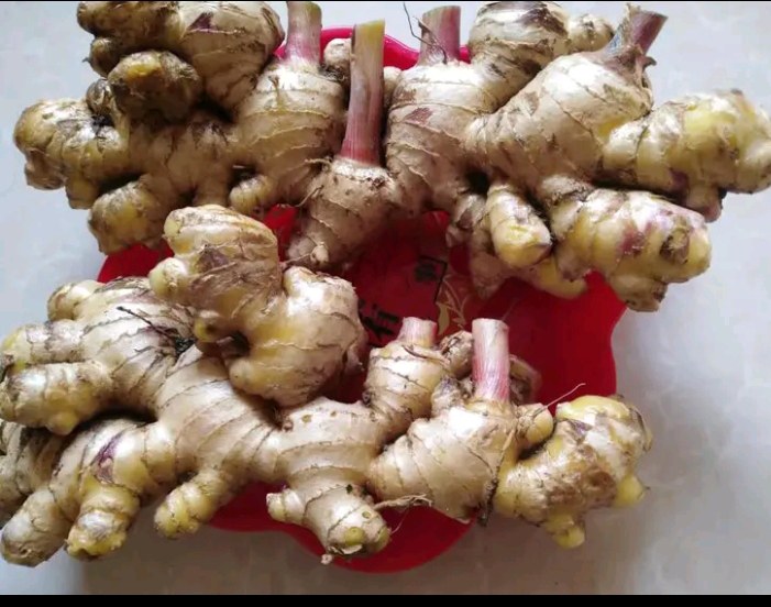 姜母茶饮示意图