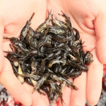 湖北潜江黄骨鱼苗精品鱼苗产地直发货量充足量大从优