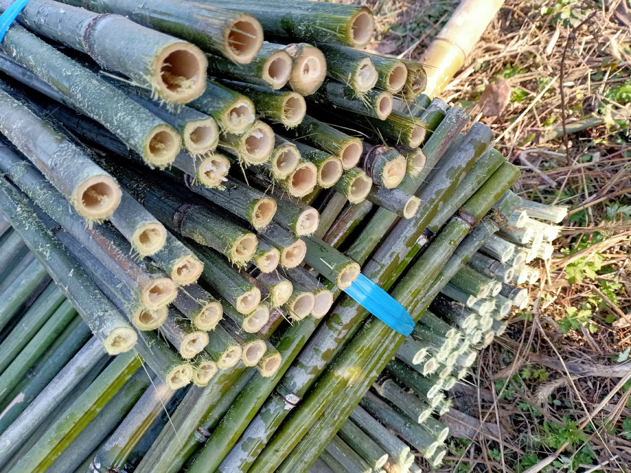 浙江安吉生态竹林中,农户正采收出土高度约6cm、笋壳呈淡金黄色、基部饱满无空心的金竹笋;竹林土壤疏松湿润,可见浅层鞭根分布;采收工具为专用竹笋刨,避免伤及母竹鞭系 金竹笋田间采收实景图
