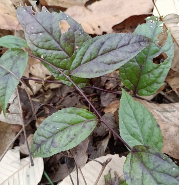 [腹水草批发]腹水草价格6.00元/棵 - 一亩田