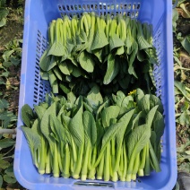 尖叶菜心广东菜心，菜台，叶菜蔬菜，产地基地直供，常年供应