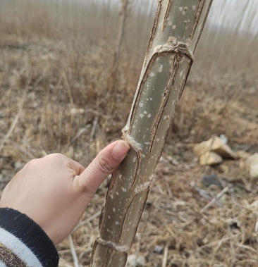 鲁林九号无絮杨树苗还有107杨树苗