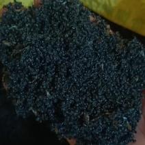 黑蚂蚁