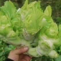 儿菜，还有最后60亩，需要的下单，货好，价格美丽
