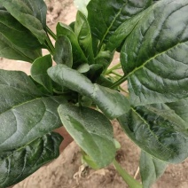精品菠菜长期供货全网低价