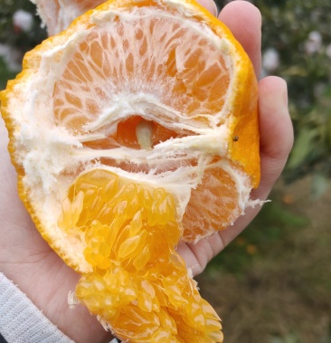 四川罗江区春见耙耙柑儿大量成熟一手货源果园直发