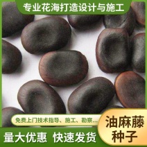 油麻藤种子大鸡血藤林木攀援花卉多年生植物沾木嫁接种子