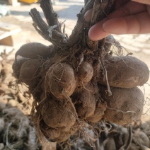 大丽花种球多年生大丽菊盆栽地瓜花种子庭院花卉四季花卉种球