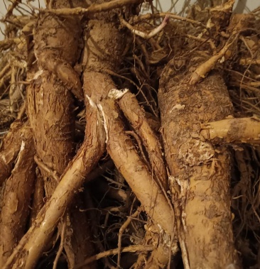 [苦参批发]鲜苦参条子价格4200.00元/吨 - 一亩田