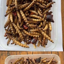 蛋白虫