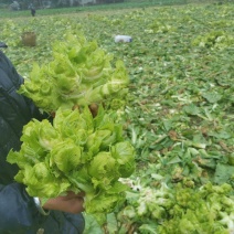 精品儿菜，毛菜，半毛菜，净儿，光头